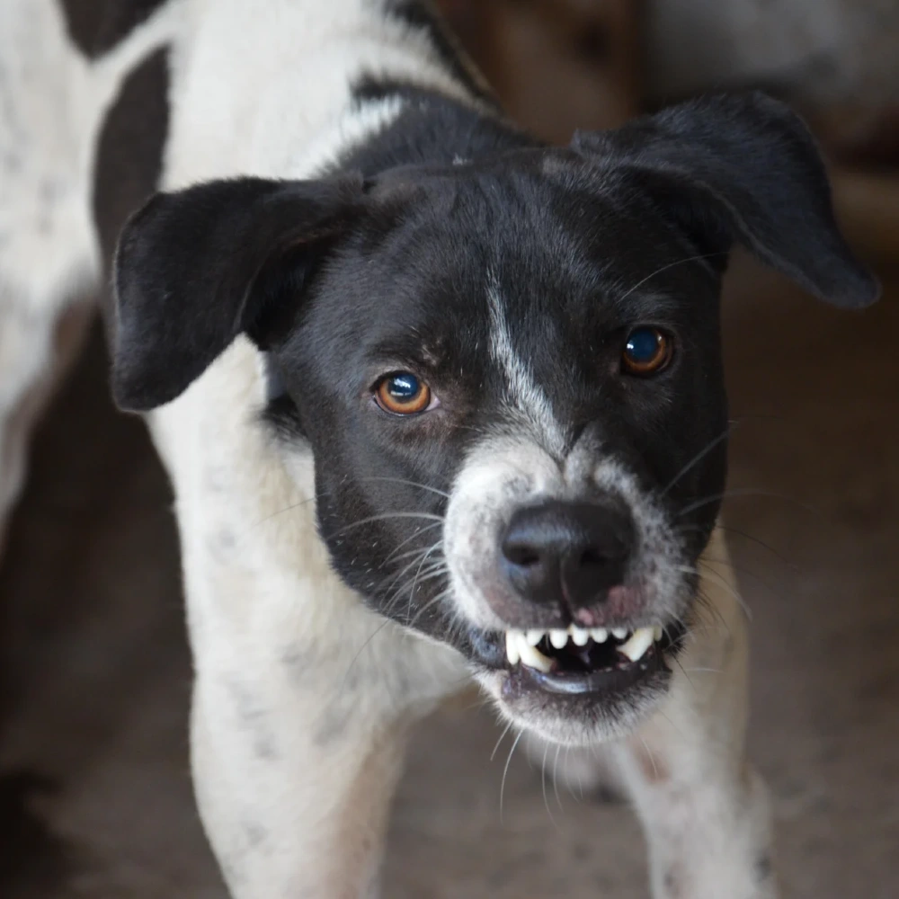 Mixed-breed dog baring its teeth in an aggressive stance.